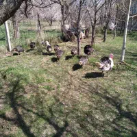 بوقلمون محلی سالم