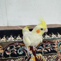 دو عدد جوجه 3 ماهه عروس هلندی سرحال|پرنده|مشهد, انصار|دیوار