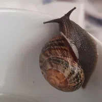 حلزون اسکارگو