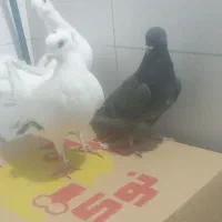 کبوتر پرشی|پرنده|قم, ولیعصر|دیوار