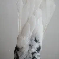 کبوتر|پرنده|رامهرمز, |دیوار