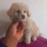 صگ هاسکی ژرمن پار