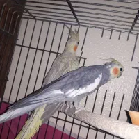 عروس هلندی خونگی و آس|پرنده|اصفهان, شهرک زاینده رود|دیوار