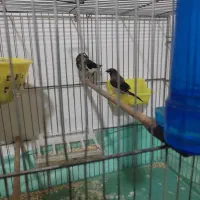 فنچ بنگالی و فنچ نرگسی