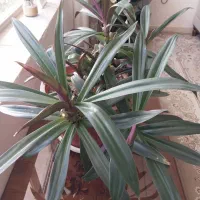 گل های اپارتمانی|گل و گیاه طبیعی|شهرکرد, |دیوار