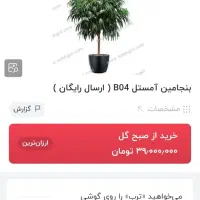 درختچه آمستل کینگ|گل و گیاه طبیعی|تهران, مرزداران|دیوار