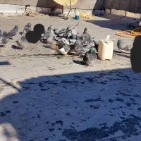 کبوتر مسافتی و پرشی