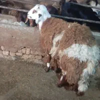 بره نر قوچی|حیوانات مزرعه|مشهد, كنويست|دیوار