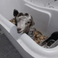 بز پاکستانی اوزون گولاخ