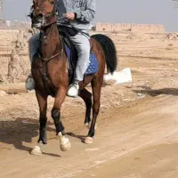 مادیان جف زن سر قدم پهلوانی