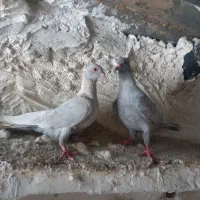 جفت کبوتر الماسی کاکل