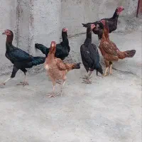 خروس ومرغ لاری اصل