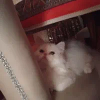 گربه پرشین نر شیش ماهه|گربه|بابل, |دیوار