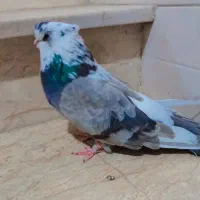 ماده قنار شازده سبز