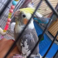 عروس هلندی ماده فول دستی و رام