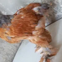 جوجه برهما|حیوانات مزرعه|قلعه نو, |دیوار