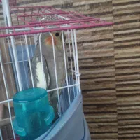 طوطی عروس هلندی|پرنده|بابل, |دیوار