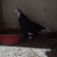 کبوترهای شازده سبزوشازده سیاه بسیارزیبا