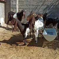 بز پاکستانی  بزغاله بز ابستن|حیوانات مزرعه|مشهد, باغ فراگرد|دیوار