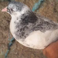کبوتر|پرنده|زاهدان, |دیوار