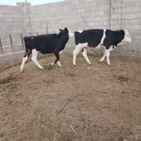 2راس گوساله سمینتال