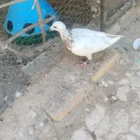 نر سار سرور