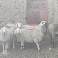 6عددمیش دورگ وبرماده بزپاکستانی قیمت توافقی