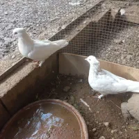 کبوتر|پرنده|اردکان, |دیوار