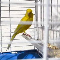 قناری نر سوپر|پرنده|سوسنگرد, |دیوار