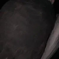 کفتر|پرنده|فولادشهر, C1|دیوار