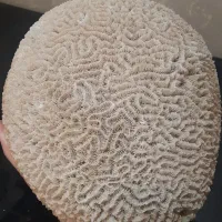 مرجان|ماهی|تهران, جیحون|دیوار