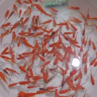 لوازم تنگ و ماهی قرمز