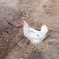 مرغ‌عربی|حیوانات مزرعه|اهواز, کارون|دیوار