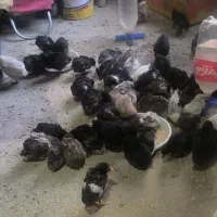 تبدیل تخم مرغ نطفه دار به جوجه دستگاه جوجه کشی