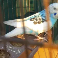 مرغ عشق نر مست