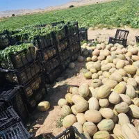 اجاره شش و نیم هکتار زمین  جهت کشت هندوانه و گوجه