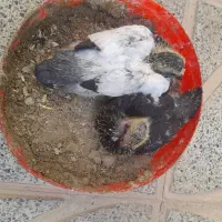 کبوتر|پرنده|حبیب آباد, |دیوار