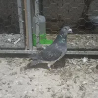 کفتر پلاکی مسافتی