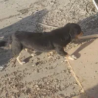 سگ پاکوتاه|سگ|تهران, نعمت‌آباد|دیوار