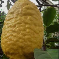 تامسون درشت .بالنگ.نارنجی پچ درجه یک واقعی  ۶۰توما