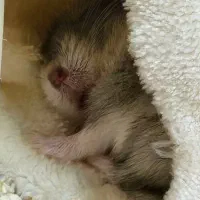 همستر کمپل|موش و خرگوش|کرج, فاز ۳ گوهردشت|دیوار