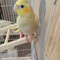 جوجه عروس هلندی