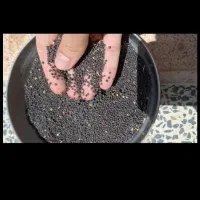 دانه روغنی کلزا