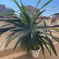 گل پاندانوس بزرگ|گل و گیاه طبیعی|شهرکرد, |دیوار