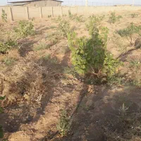 فروش-زمین-مخصوص