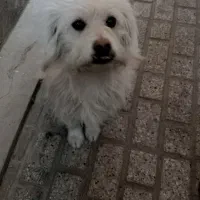 سگ پیدا شده