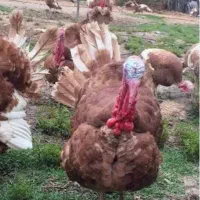 فروش بوقلمون نر و ماده با بهترین نژاد