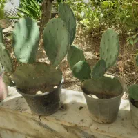 گل کاکتوس|گل و گیاه طبیعی|مشهد, هنرور|دیوار