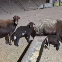 2 راس میش افشاری با 3 بره دره شهر