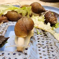 واگذاری رایگان حلزون های سه سانتی با شرایط|خزنده|تهران, قاسم‌آباد|دیوار